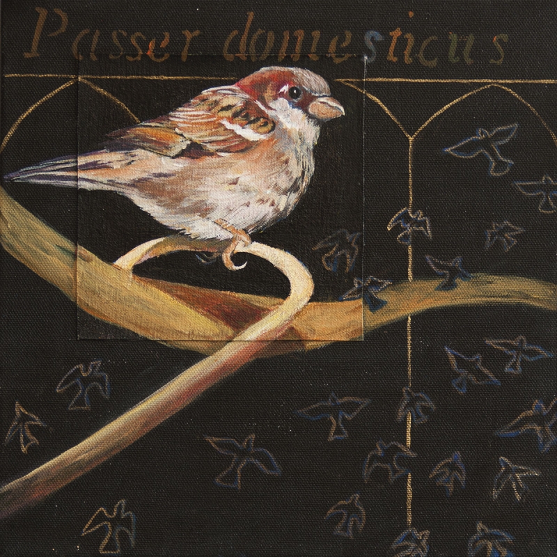 house-sparrow