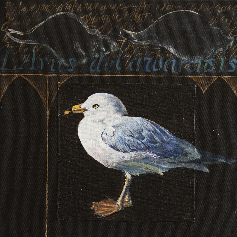 ringbilled-gull